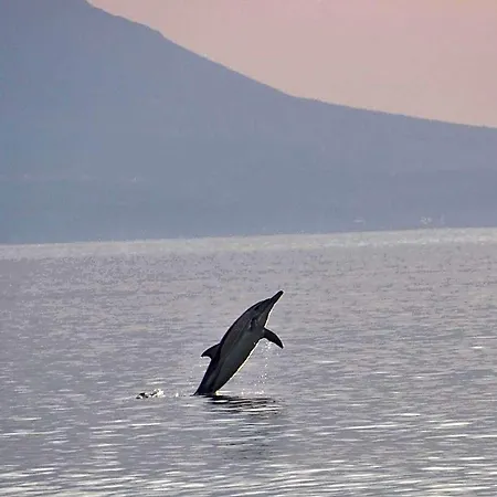 Delfini 3* Asprovalta